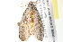  ( - BIOUG12056-C05)  @13 [ ] CreativeCommons - Attribution (2014) CBG Photography Group Centre for Biodiversity Genomics