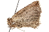  ( - BIOUG12056-C09)  @12 [ ] CreativeCommons - Attribution (2014) CBG Photography Group Centre for Biodiversity Genomics
