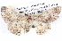  ( - BIOUG11881-D05)  @14 [ ] CreativeCommons - Attribution (2014) CBG Photography Group Centre for Biodiversity Genomics
