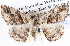  ( - BIOUG11881-D12)  @14 [ ] CreativeCommons - Attribution (2014) CBG Photography Group Centre for Biodiversity Genomics