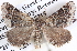  ( - BIOUG11881-E02)  @13 [ ] CreativeCommons - Attribution (2014) CBG Photography Group Centre for Biodiversity Genomics
