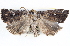  ( - BIOUG11881-F01)  @14 [ ] CreativeCommons - Attribution (2014) CBG Photography Group Centre for Biodiversity Genomics