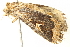  ( - BIOUG12056-F06)  @12 [ ] CreativeCommons - Attribution (2014) CBG Photography Group Centre for Biodiversity Genomics