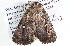  ( - BIOUG11881-G01)  @13 [ ] CreativeCommons - Attribution (2014) CBG Photography Group Centre for Biodiversity Genomics