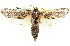  ( - BIOUG11881-G07)  @14 [ ] CreativeCommons - Attribution (2014) CBG Photography Group Centre for Biodiversity Genomics