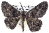  (Boarmia pissinopa - BIOUG12056-G10)  @14 [ ] CreativeCommons - Attribution (2014) CBG Photography Group Centre for Biodiversity Genomics