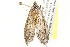  ( - BIOUG11881-G11)  @13 [ ] CreativeCommons - Attribution (2014) CBG Photography Group Centre for Biodiversity Genomics