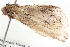  ( - BIOUG11881-G12)  @12 [ ] CreativeCommons - Attribution (2014) CBG Photography Group Centre for Biodiversity Genomics