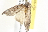  ( - BIOUG11881-H04)  @13 [ ] CreativeCommons - Attribution (2014) CBG Photography Group Centre for Biodiversity Genomics