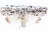  ( - BIOUG12056-H05)  @14 [ ] CreativeCommons - Attribution (2014) CBG Photography Group Centre for Biodiversity Genomics