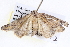  ( - BIOUG12056-H07)  @12 [ ] CreativeCommons - Attribution (2014) CBG Photography Group Centre for Biodiversity Genomics