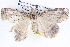 ( - BIOUG12056-H08)  @13 [ ] CreativeCommons - Attribution (2014) CBG Photography Group Centre for Biodiversity Genomics