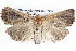 ( - BIOUG12056-H11)  @14 [ ] CreativeCommons - Attribution (2014) CBG Photography Group Centre for Biodiversity Genomics