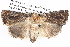  ( - BIOUG12057-A10)  @14 [ ] CreativeCommons - Attribution (2014) CBG Photography Group Centre for Biodiversity Genomics