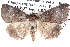  ( - BIOUG12057-B05)  @13 [ ] CreativeCommons - Attribution (2014) CBG Photography Group Centre for Biodiversity Genomics
