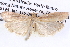  ( - BIOUG12057-F07)  @14 [ ] CreativeCommons - Attribution (2014) CBG Photography Group Centre for Biodiversity Genomics