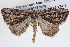 ( - BIOUG12057-H09)  @13 [ ] CreativeCommons - Attribution (2014) CBG Photography Group Centre for Biodiversity Genomics