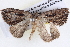  ( - BIOUG12057-H10)  @11 [ ] CreativeCommons - Attribution (2014) CBG Photography Group Centre for Biodiversity Genomics