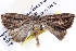  ( - BIOUG12057-H11)  @13 [ ] CreativeCommons - Attribution (2014) CBG Photography Group Centre for Biodiversity Genomics