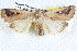  ( - BIOUG12058-A01)  @13 [ ] CreativeCommons - Attribution (2014) CBG Photography Group Centre for Biodiversity Genomics