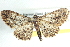  ( - BIOUG12058-B08)  @13 [ ] CreativeCommons - Attribution (2014) CBG Photography Group Centre for Biodiversity Genomics