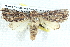  ( - BIOUG12058-C02)  @13 [ ] CreativeCommons - Attribution (2014) CBG Photography Group Centre for Biodiversity Genomics