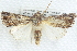  ( - BIOUG12058-C03)  @14 [ ] CreativeCommons - Attribution (2014) CBG Photography Group Centre for Biodiversity Genomics