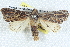  ( - BIOUG12058-C04)  @14 [ ] CreativeCommons - Attribution (2014) CBG Photography Group Centre for Biodiversity Genomics
