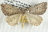  ( - BIOUG12058-C09)  @13 [ ] CreativeCommons - Attribution (2014) CBG Photography Group Centre for Biodiversity Genomics