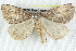  ( - BIOUG12058-C10)  @13 [ ] CreativeCommons - Attribution (2014) CBG Photography Group Centre for Biodiversity Genomics