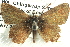  (Neolucia - BIOUG12058-E07)  @15 [ ] CreativeCommons - Attribution (2014) CBG Photography Group Centre for Biodiversity Genomics