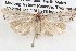  ( - BIOUG12059-E08)  @13 [ ] CreativeCommons - Attribution (2014) CBG Photography Group Centre for Biodiversity Genomics