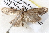  ( - BIOUG12059-H11)  @12 [ ] CreativeCommons - Attribution (2014) CBG Photography Group Centre for Biodiversity Genomics