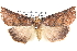  ( - BIOUG12060-A11)  @13 [ ] CreativeCommons - Attribution (2014) CBG Photography Group Centre for Biodiversity Genomics