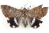  ( - BIOUG12060-D02)  @13 [ ] CreativeCommons - Attribution (2014) CBG Photography Group Centre for Biodiversity Genomics