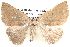  ( - BIOUG12060-G10)  @14 [ ] CreativeCommons - Attribution (2014) CBG Photography Group Centre for Biodiversity Genomics