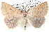  ( - BIOUG12060-H03)  @13 [ ] CreativeCommons - Attribution (2014) CBG Photography Group Centre for Biodiversity Genomics