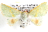  ( - BIOUG12061-A08)  @14 [ ] CreativeCommons - Attribution (2014) CBG Photography Group Centre for Biodiversity Genomics