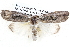  ( - BIOUG12061-C03)  @14 [ ] CreativeCommons - Attribution (2014) CBG Photography Group Centre for Biodiversity Genomics