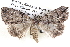  ( - BIOUG12061-C05)  @16 [ ] CreativeCommons - Attribution (2014) CBG Photography Group Centre for Biodiversity Genomics