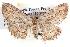  ( - BIOUG12061-C07)  @14 [ ] CreativeCommons - Attribution (2014) CBG Photography Group Centre for Biodiversity Genomics