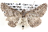  ( - BIOUG12061-C11)  @14 [ ] CreativeCommons - Attribution (2014) CBG Photography Group Centre for Biodiversity Genomics