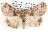  ( - BIOUG12061-E01)  @13 [ ] CreativeCommons - Attribution (2014) CBG Photography Group Centre for Biodiversity Genomics