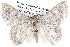  ( - BIOUG12061-E02)  @14 [ ] CreativeCommons - Attribution (2014) CBG Photography Group Centre for Biodiversity Genomics
