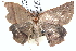  ( - BIOUG12061-E12)  @15 [ ] CreativeCommons - Attribution (2014) CBG Photography Group Centre for Biodiversity Genomics