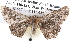  ( - BIOUG12061-F02)  @12 [ ] CreativeCommons - Attribution (2014) CBG Photography Group Centre for Biodiversity Genomics