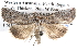  (Crypsiprora peratoscia - BIOUG12061-F06)  @16 [ ] CreativeCommons - Attribution (2014) CBG Photography Group Centre for Biodiversity Genomics