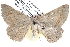  ( - BIOUG12061-H06)  @14 [ ] CreativeCommons - Attribution (2014) CBG Photography Group Centre for Biodiversity Genomics