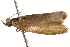  ( - BIOUG13741-F10)  @12 [ ] CreativeCommons - Attribution (2014) CBG Photography Group Centre for Biodiversity Genomics