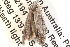  ( - BIOUG13742-A01)  @12 [ ] CreativeCommons - Attribution (2014) CBG Photography Group Centre for Biodiversity Genomics